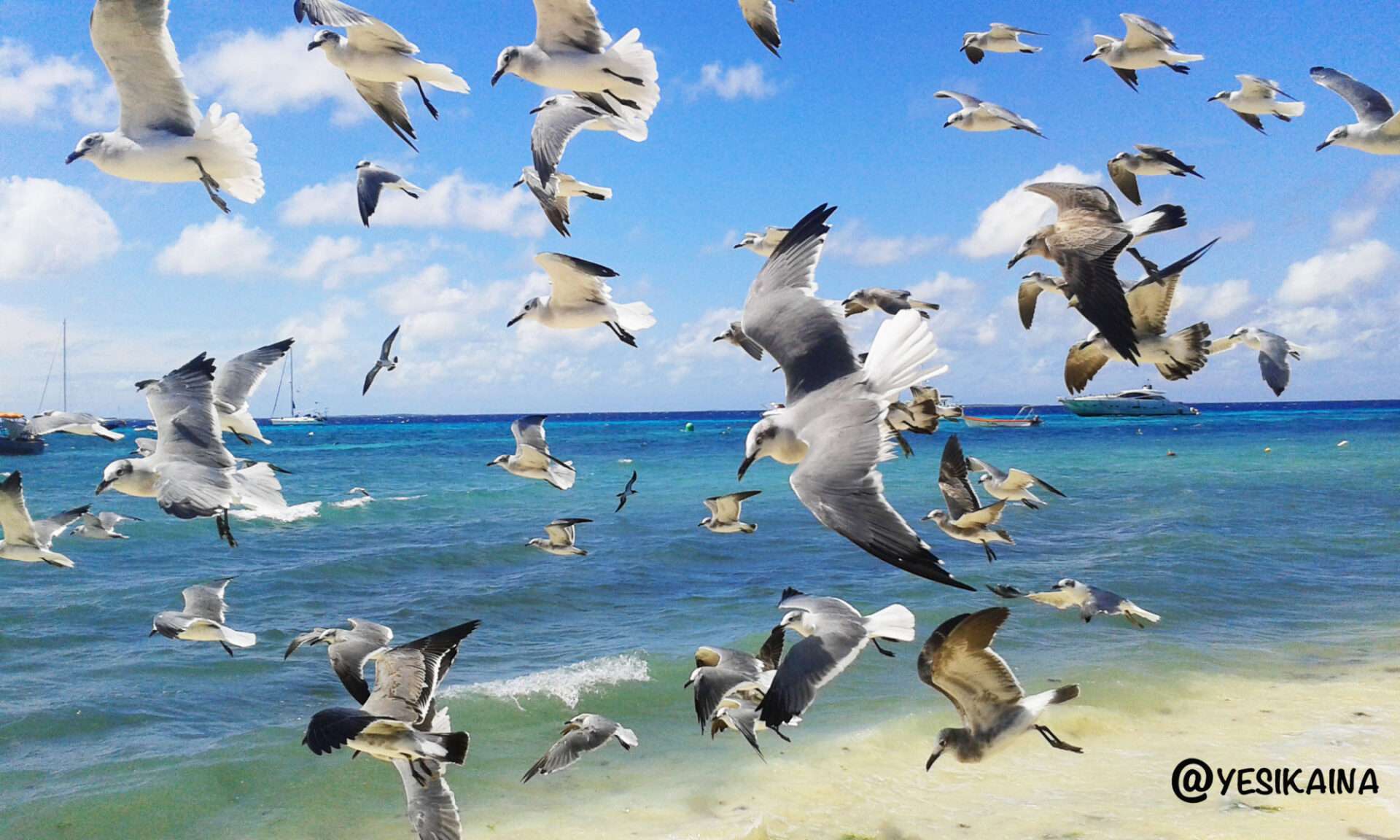 los roques