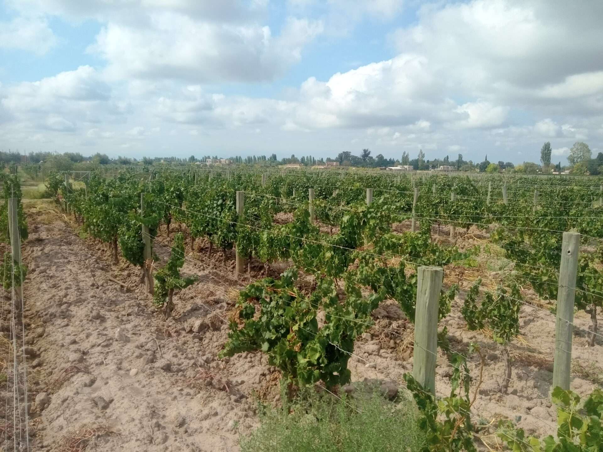 mendoza mendoza