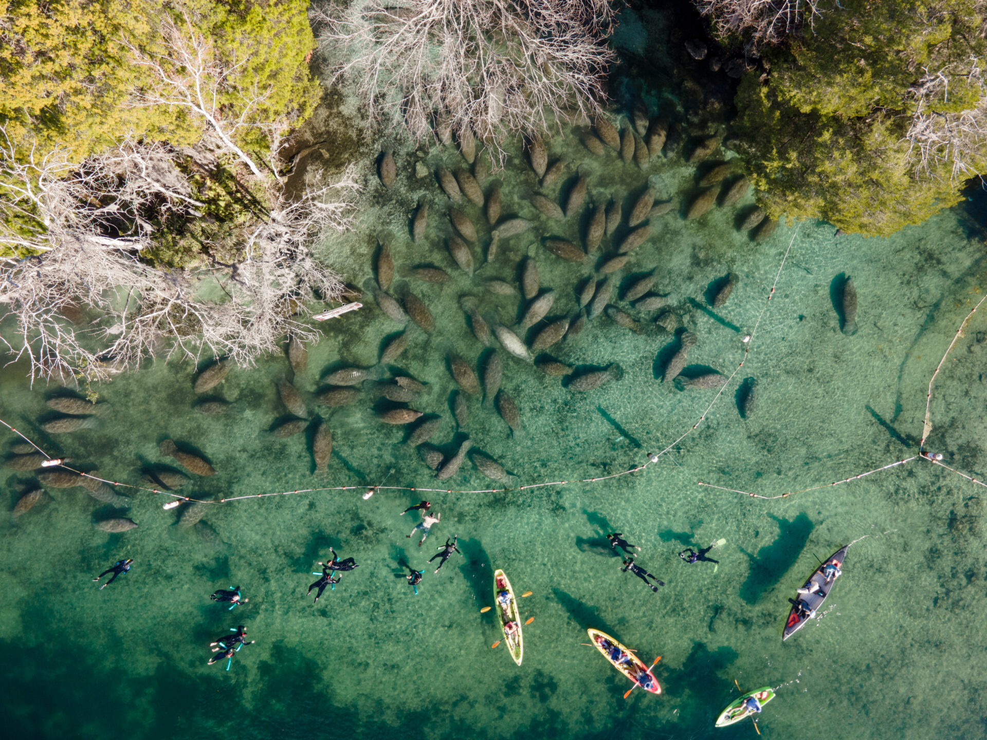 Crystal River Snorkeling with Manatees 19