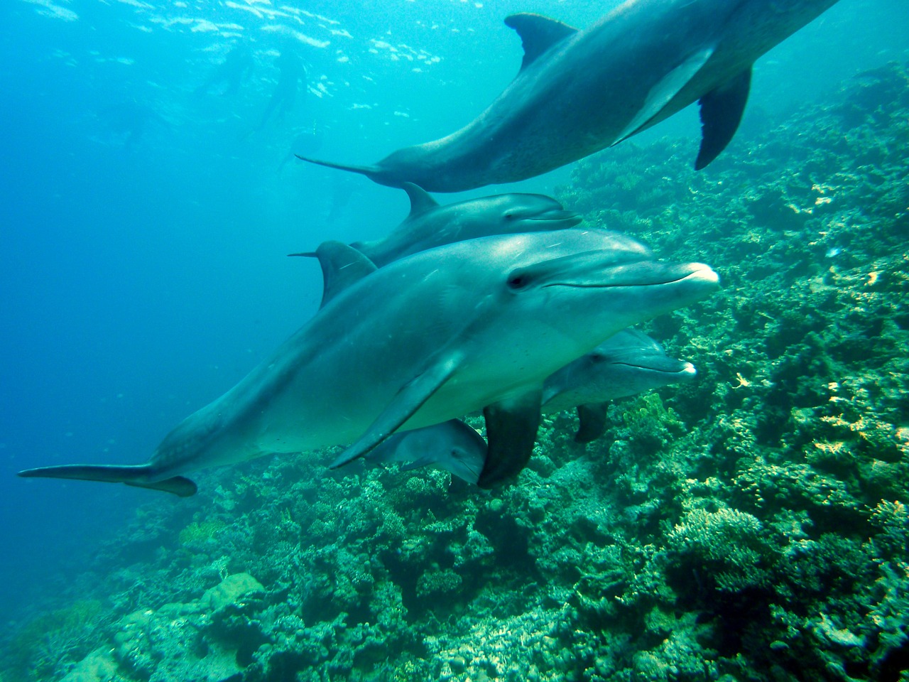 delfines en ponta do ouro