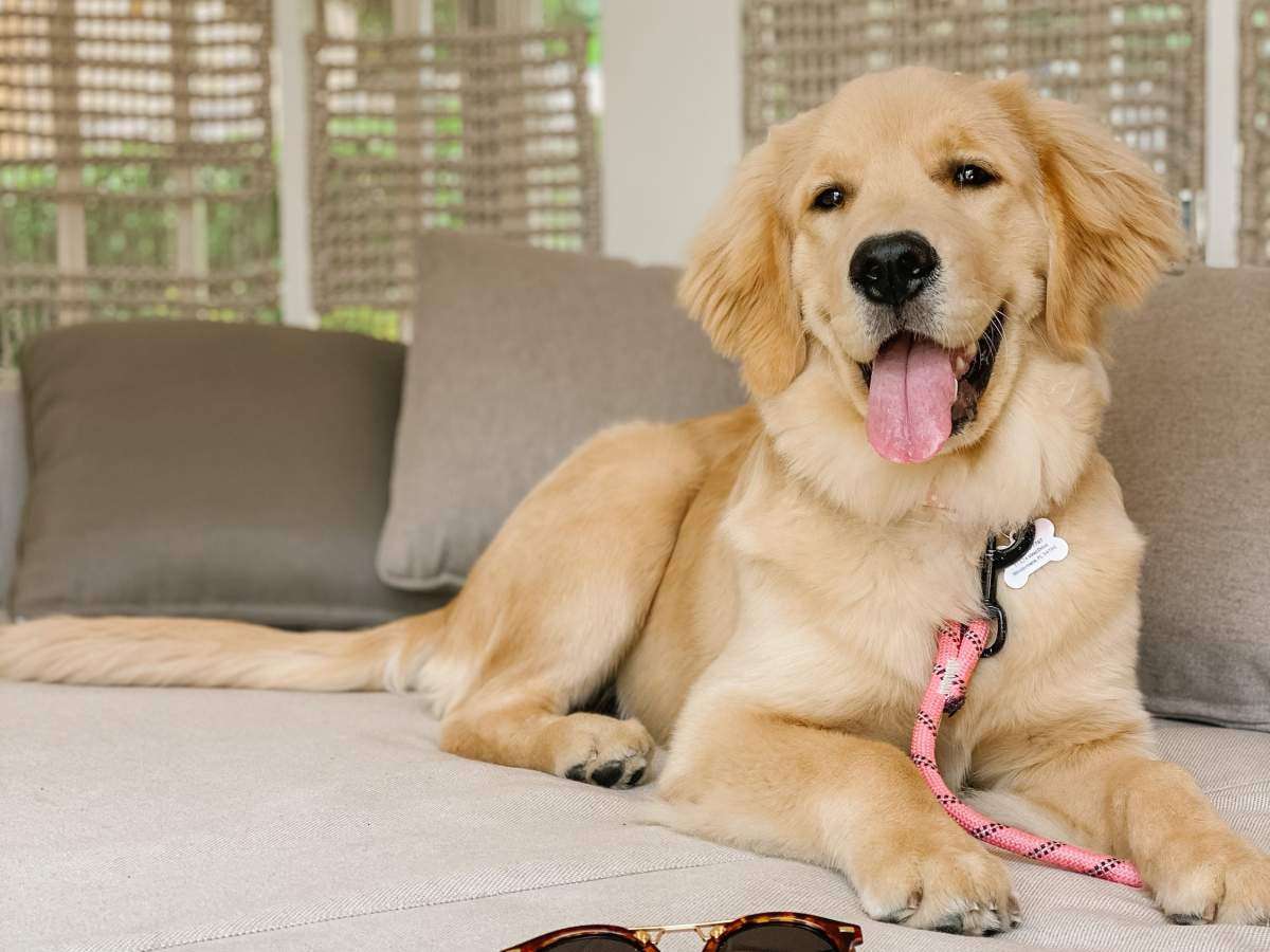 Orlando pet-friendly